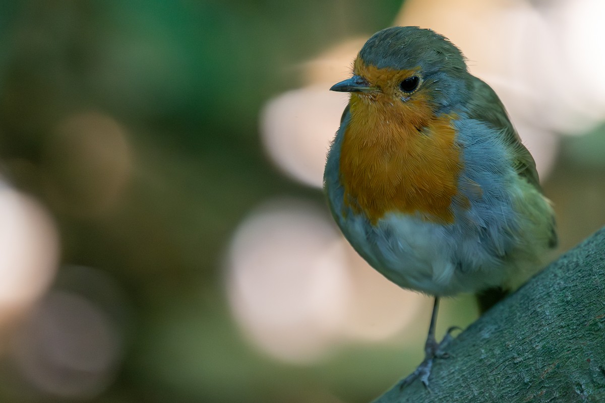 European Robin - ML642961508