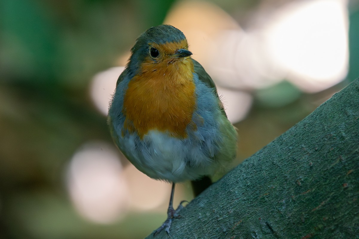 European Robin - ML642961509