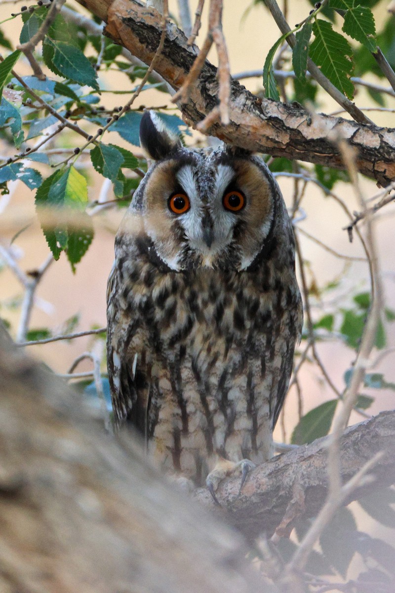 Long-eared Owl - ML642961511