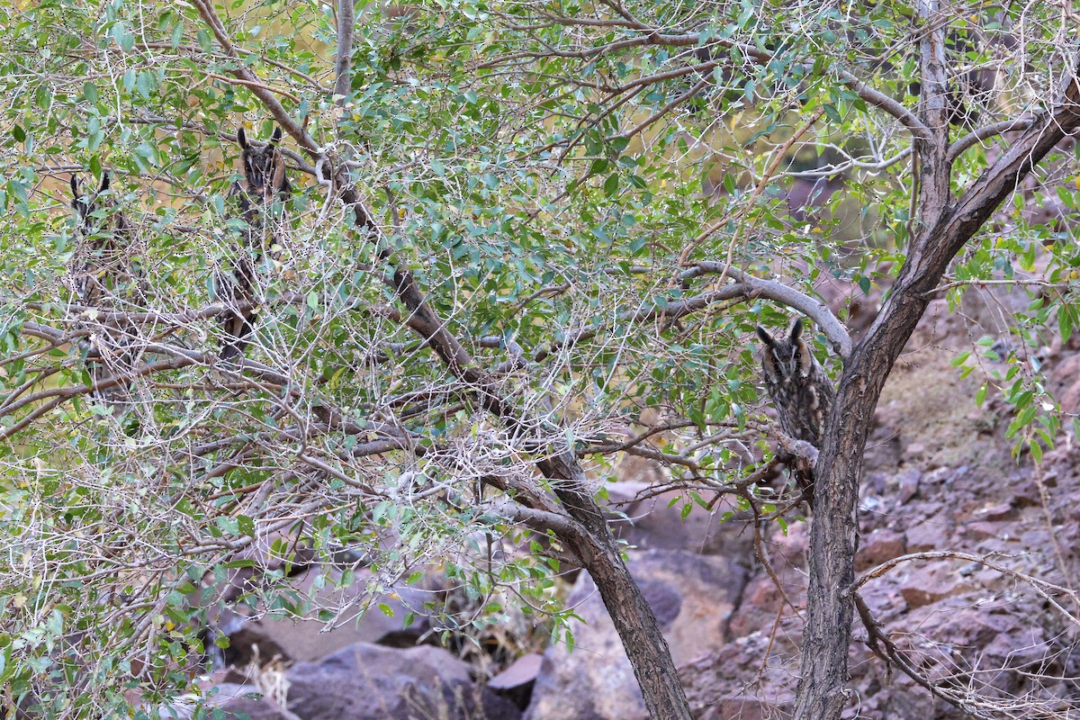 Long-eared Owl - ML642961512