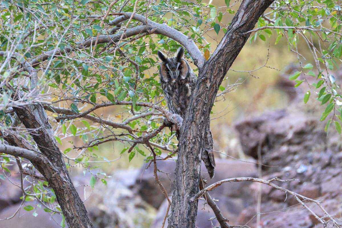 Long-eared Owl - ML642961513