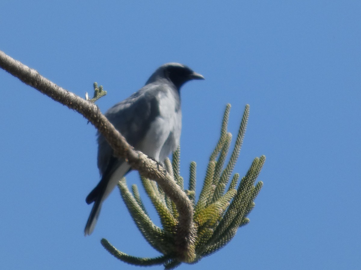 Black-faced Cuckooshrike - ML642961515