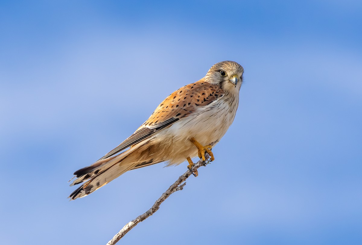 Nankeen Kestrel - ML642961516