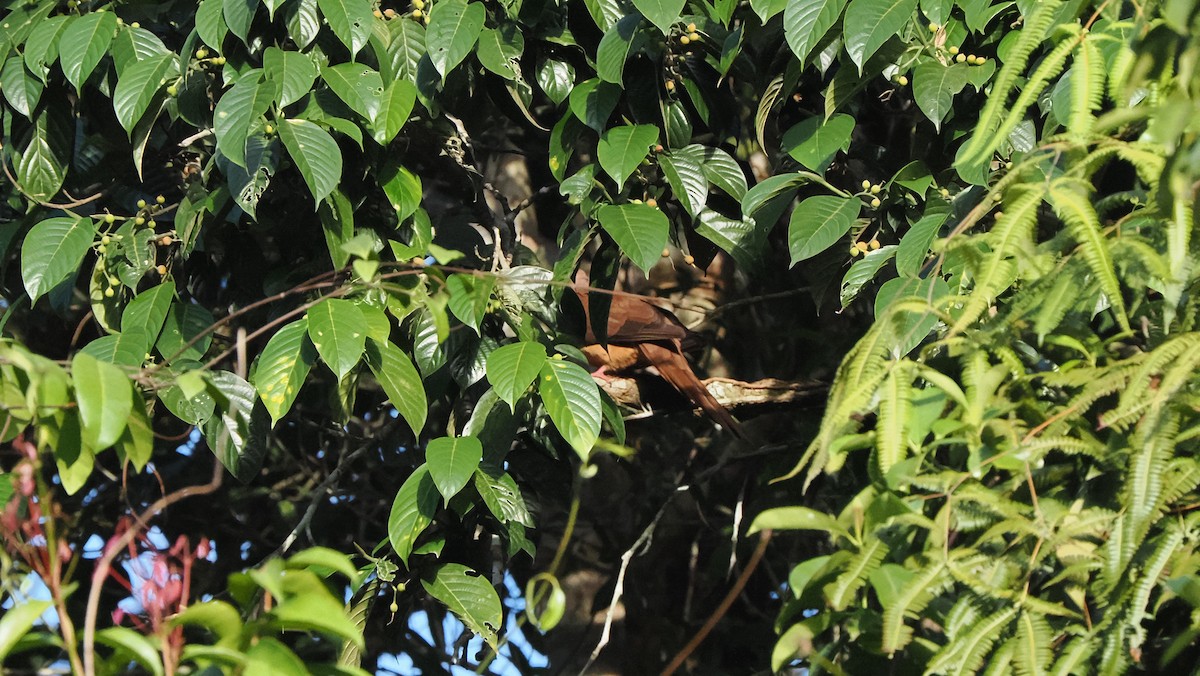 Sultan's Cuckoo-Dove (Sultan's) - ML642961519