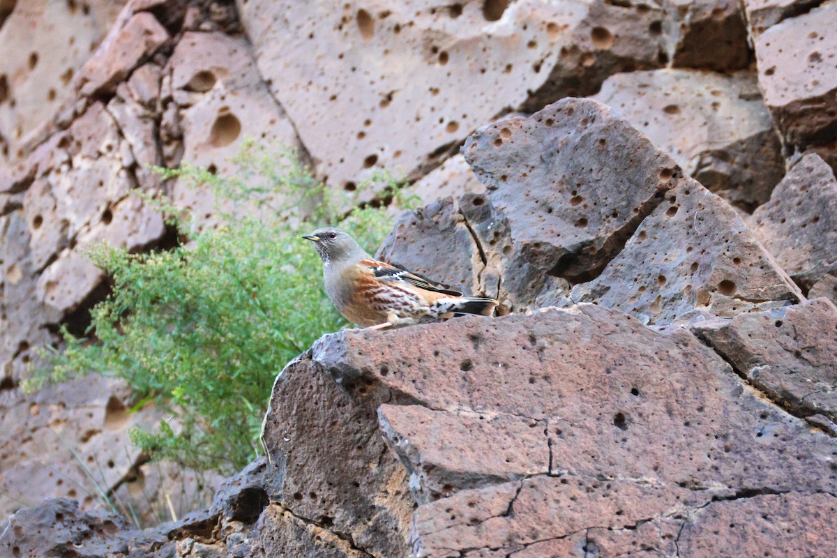 Alpine Accentor - ML642961522