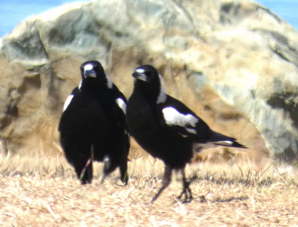 Australian Magpie - ML642961524