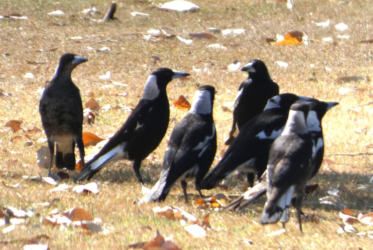 Australian Magpie - ML642961528