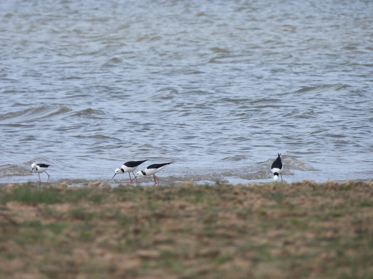 黑領高蹺鴴 - ML642961529