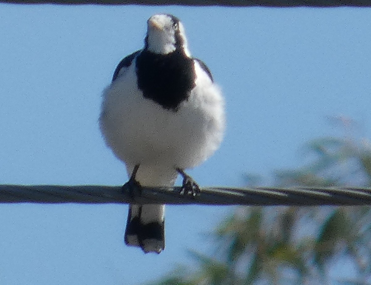 Magpie-lark - ML642961533