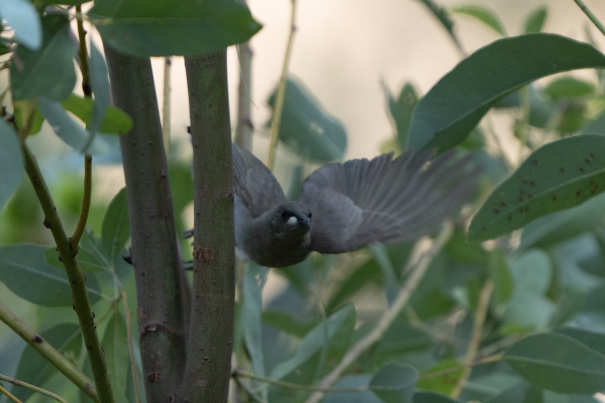 White-gaped Honeyeater - ML642961535