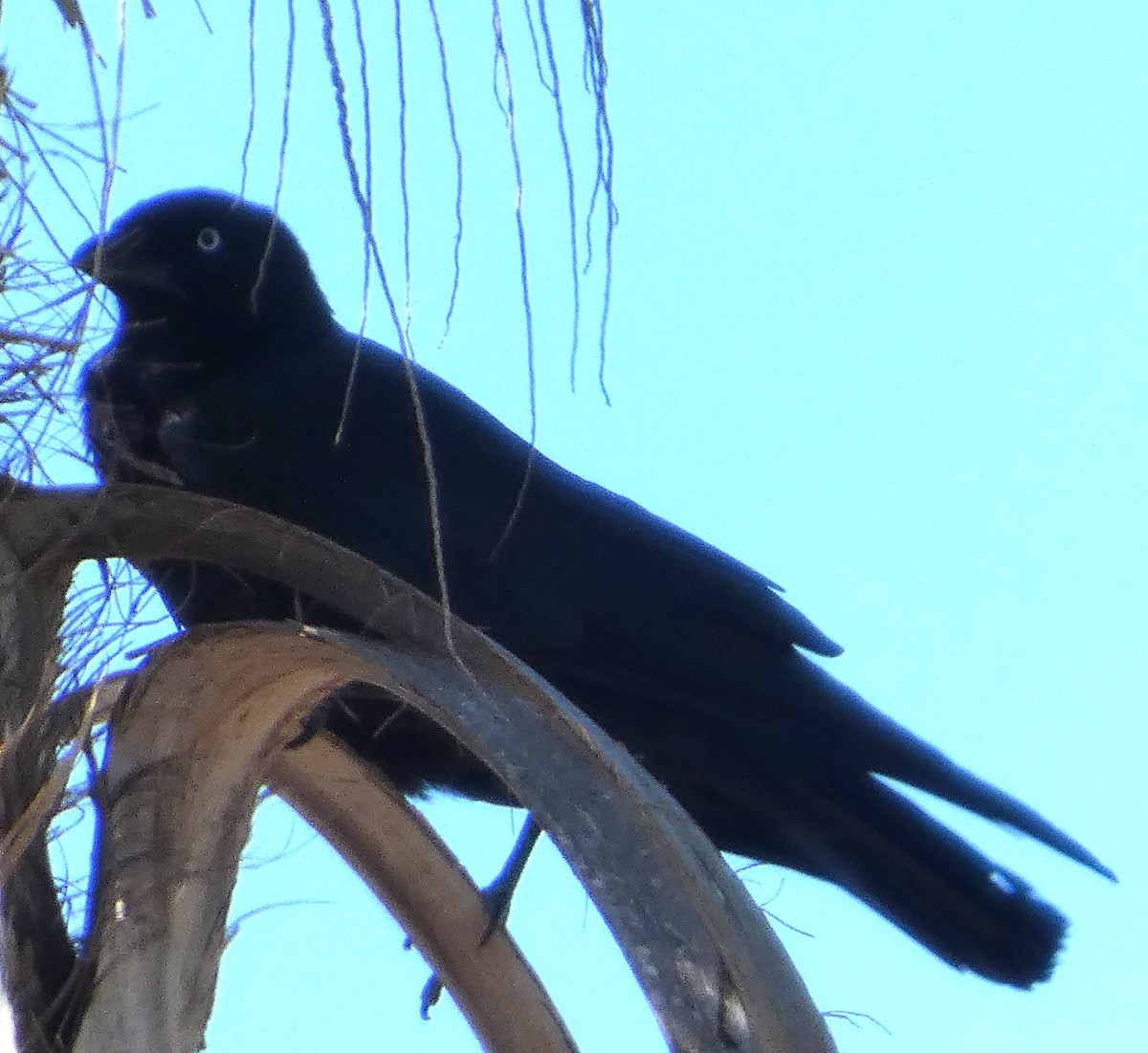 Torresian Crow - ML642961539