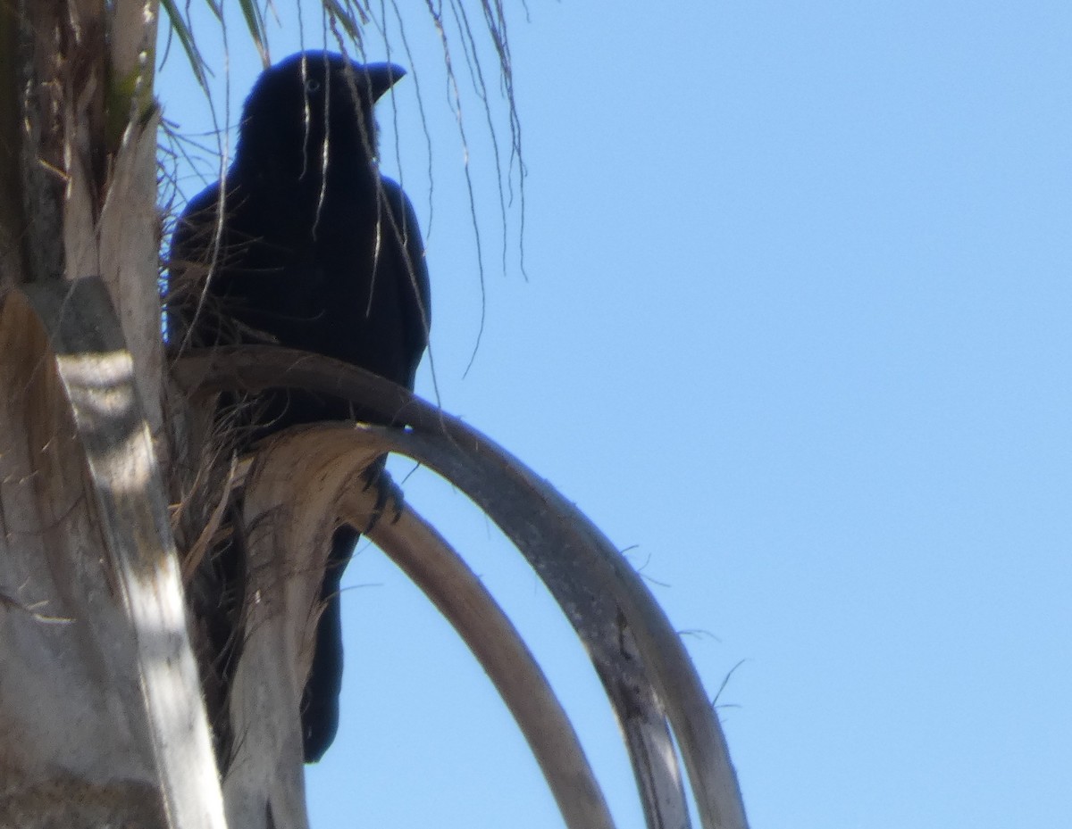 Torresian Crow - ML642961541
