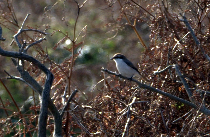 Red-tailed Shrike - ML642961543
