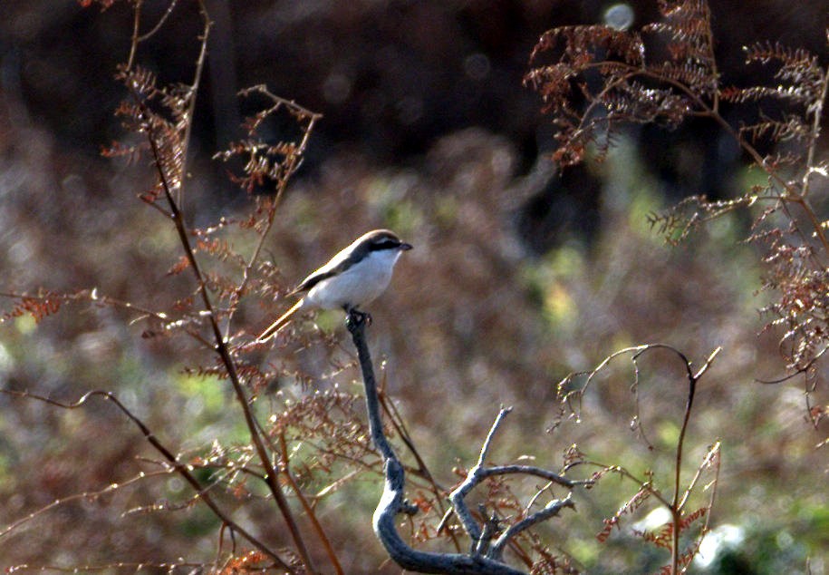 Red-tailed Shrike - ML642961544