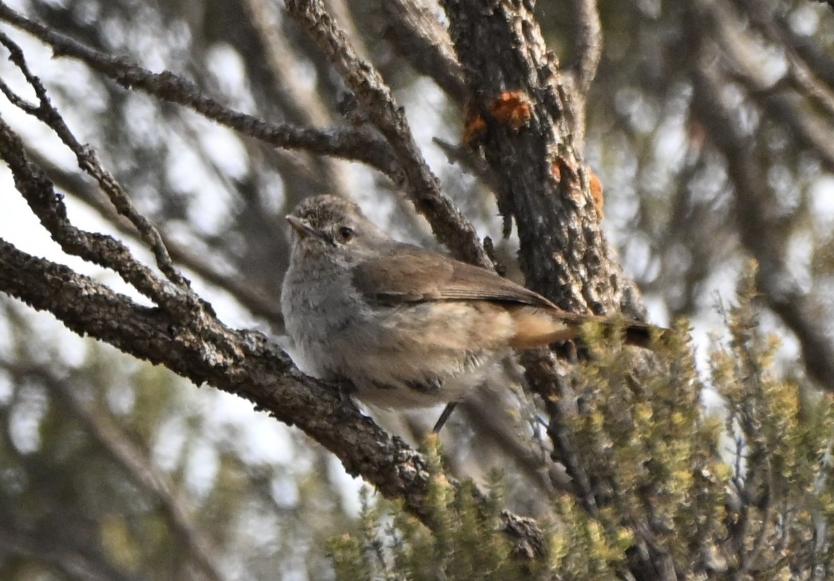 Redthroat - ML642961545