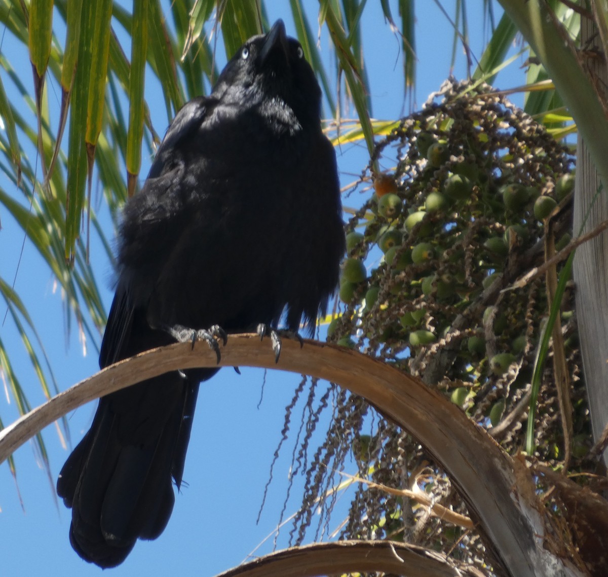 Torresian Crow - ML642961552