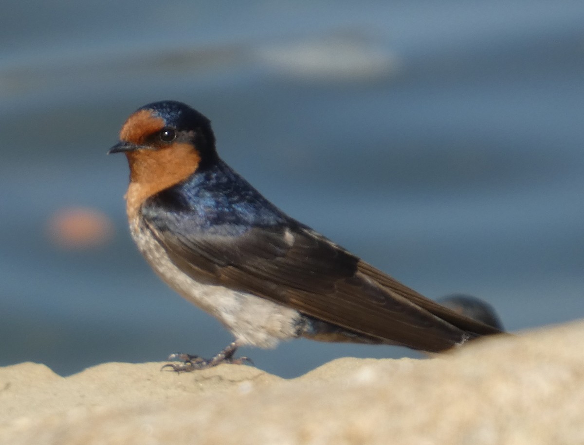 Welcome Swallow - ML642961559
