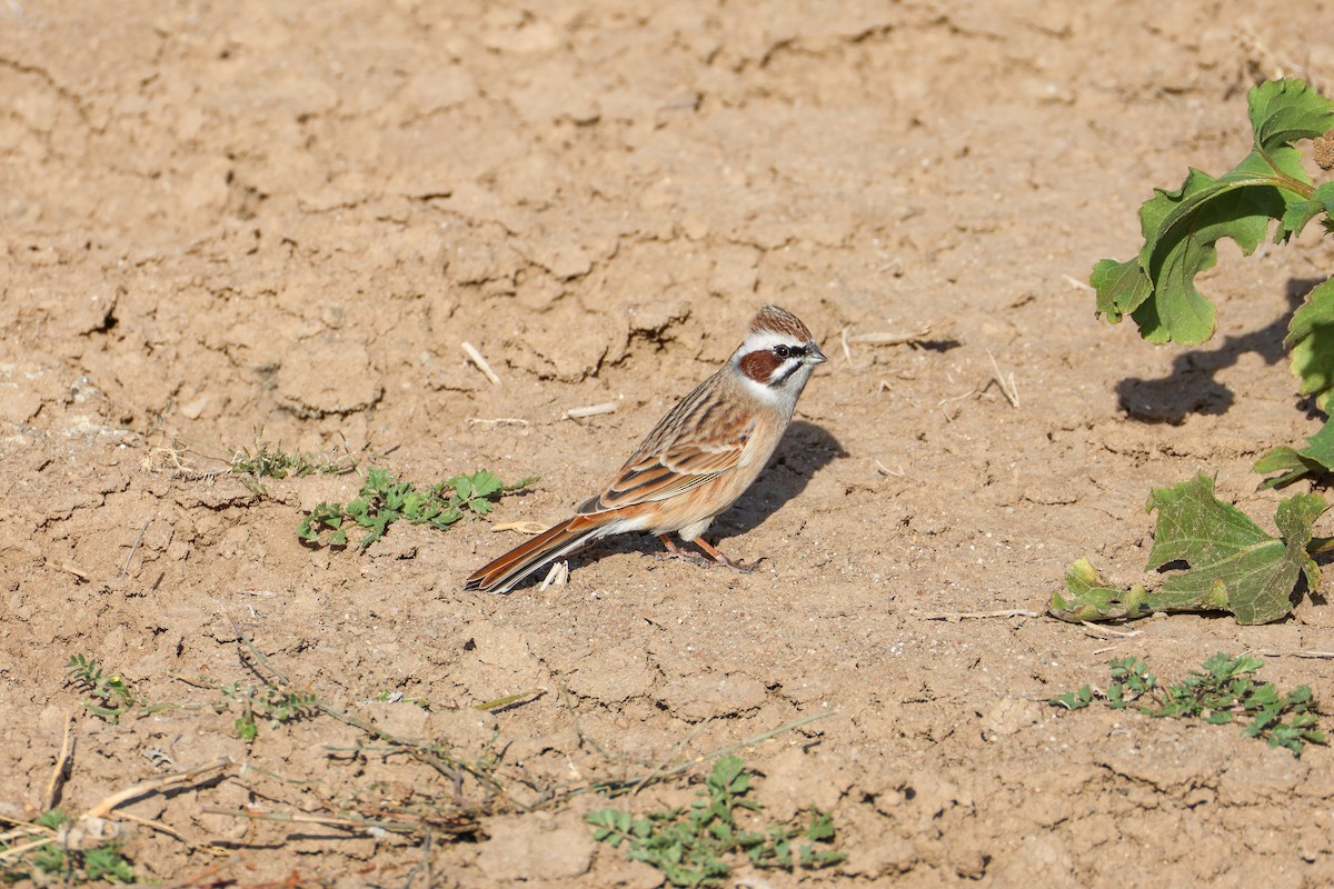Meadow Bunting - ML642961561