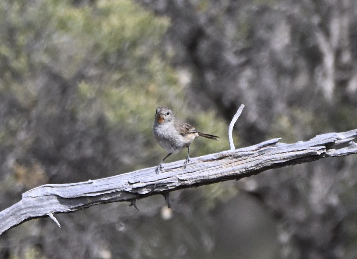 Redthroat - ML642961562