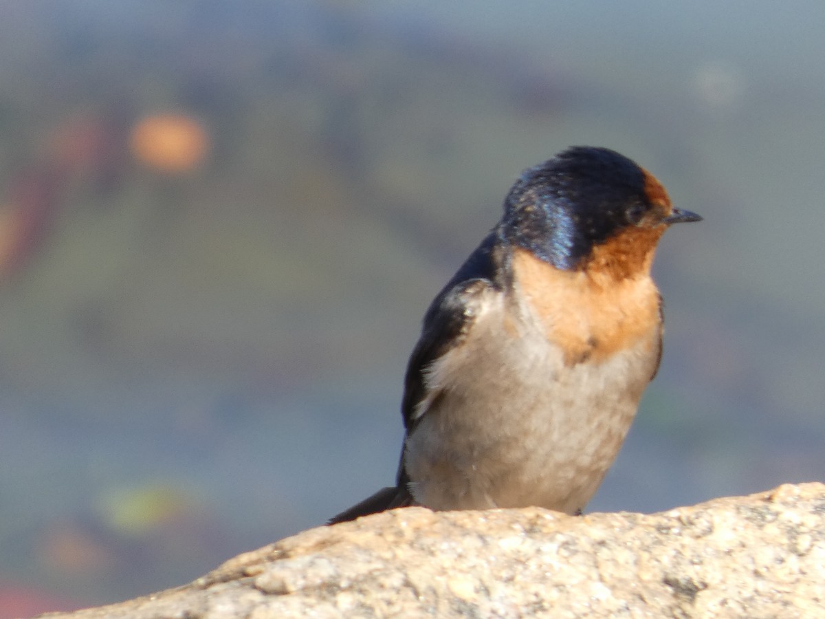Welcome Swallow - ML642961563