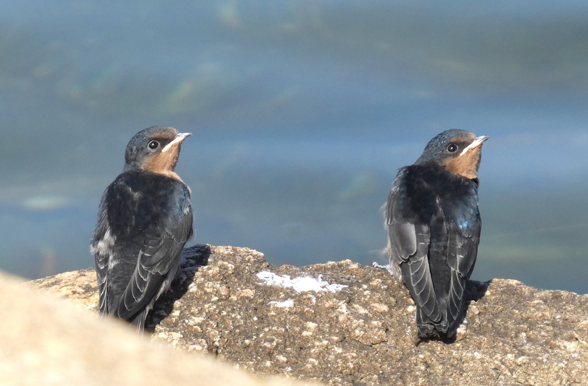 Welcome Swallow - ML642961567
