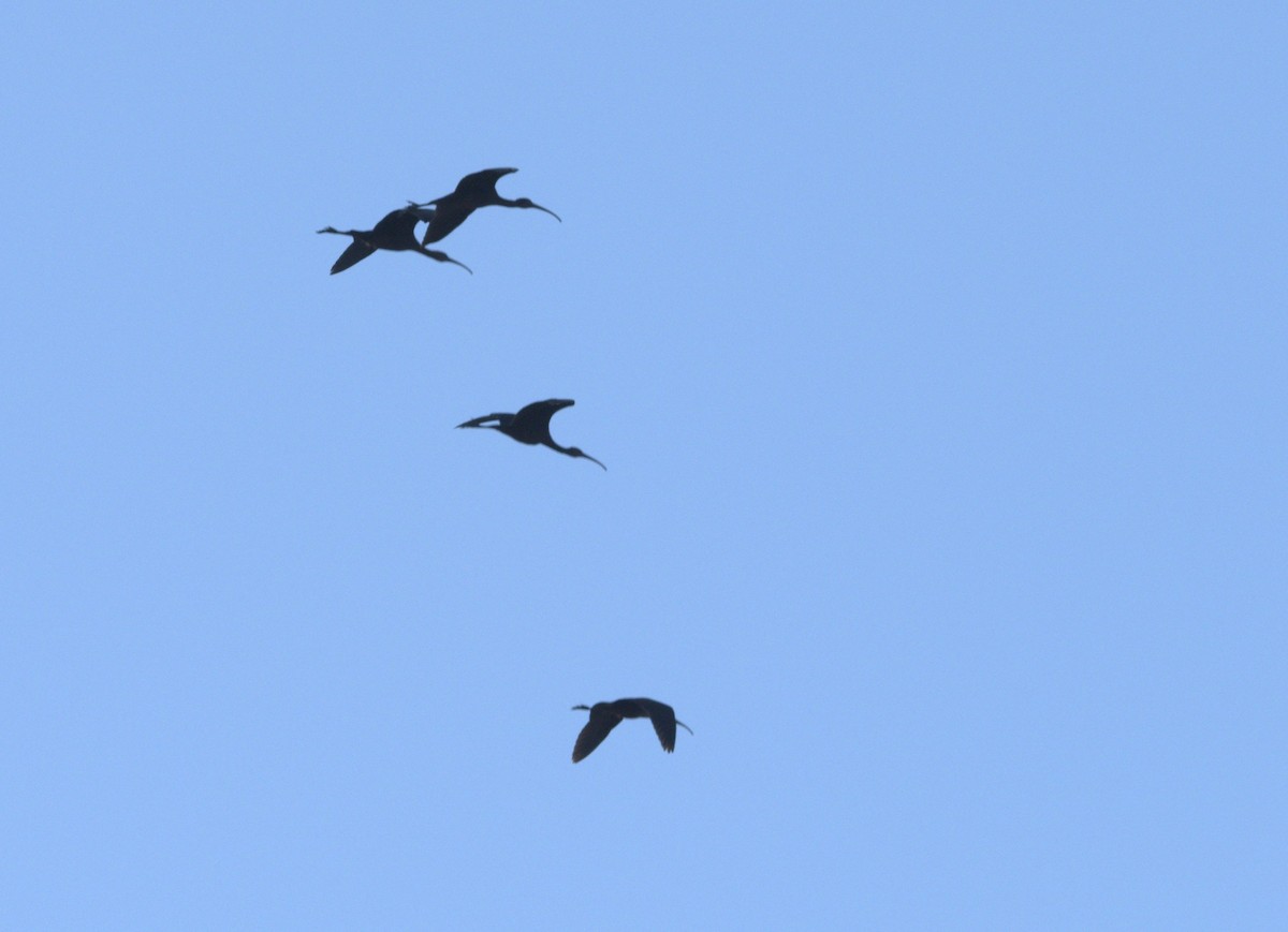 Glossy Ibis - ML642961568