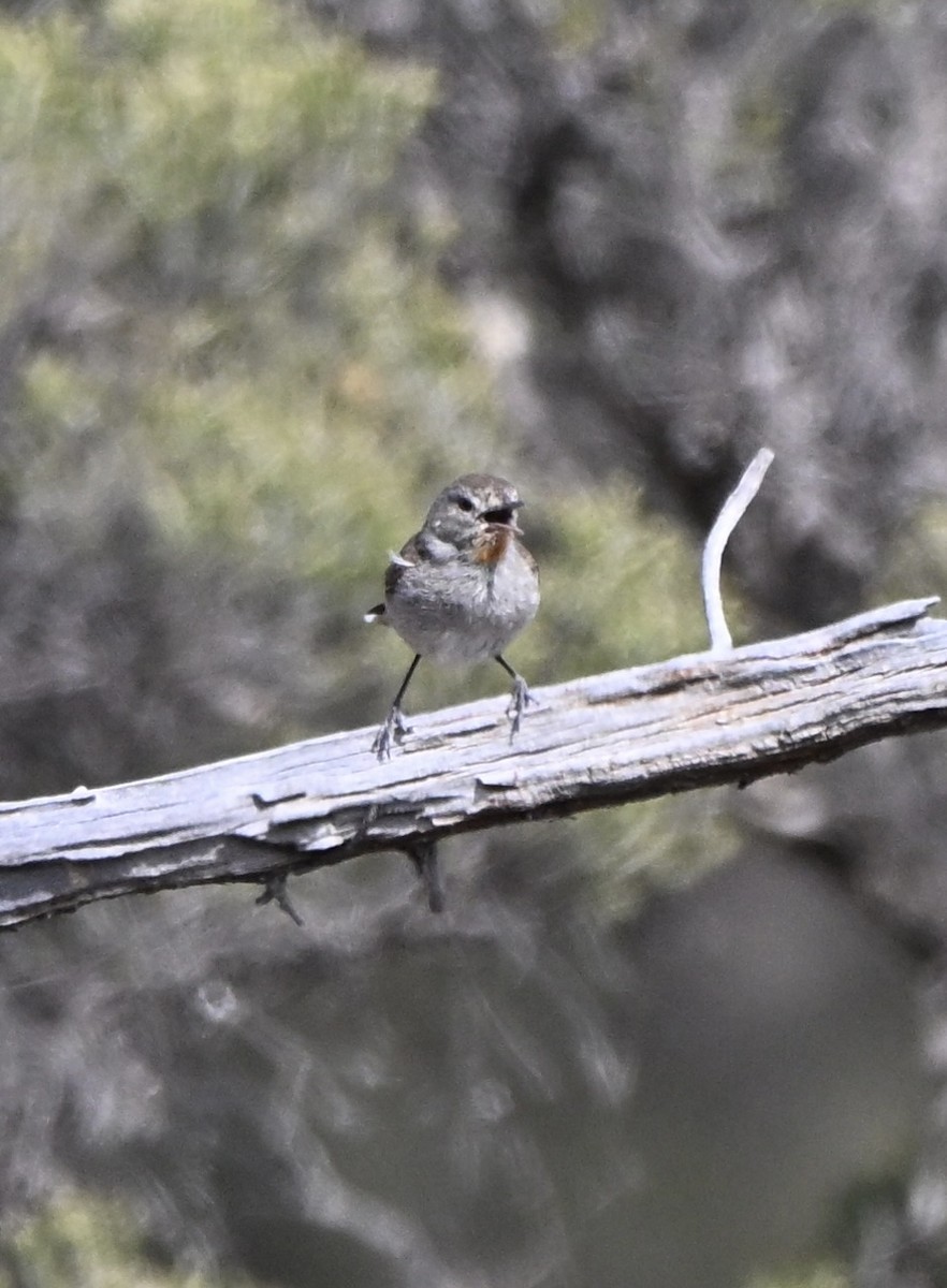 Redthroat - ML642961572