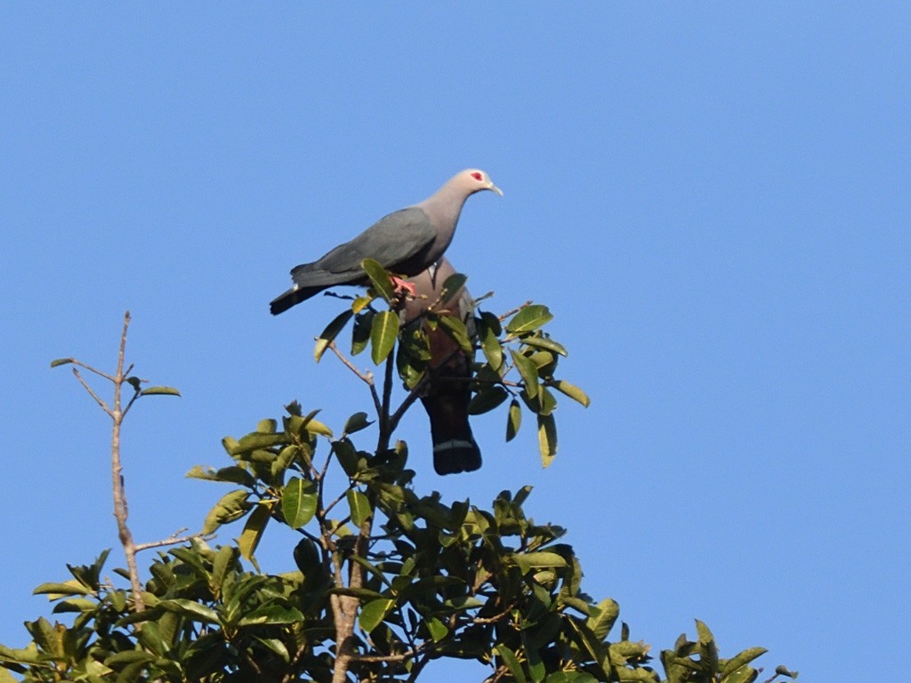 Pinon's Imperial-Pigeon - ML642961582