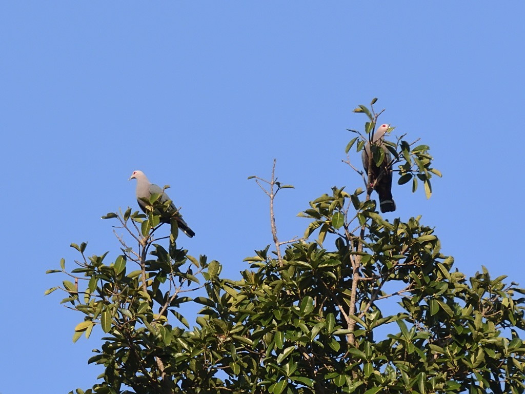 Pinon's Imperial-Pigeon - ML642961593