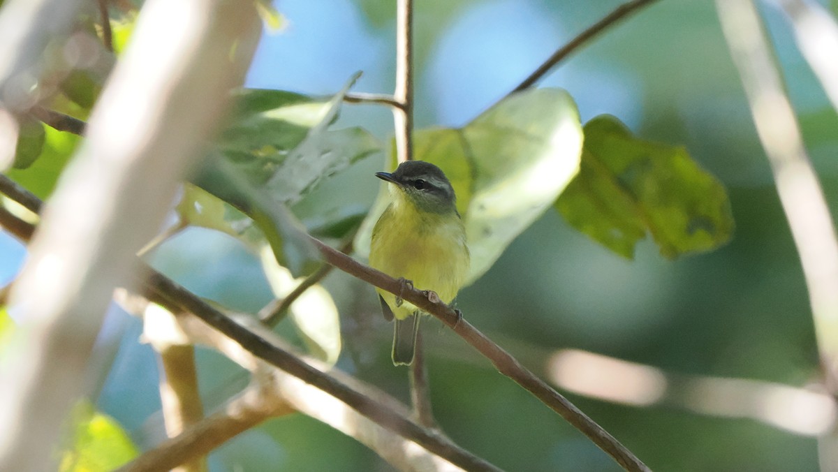 Island Leaf Warbler (Halmahera) - ML642961594