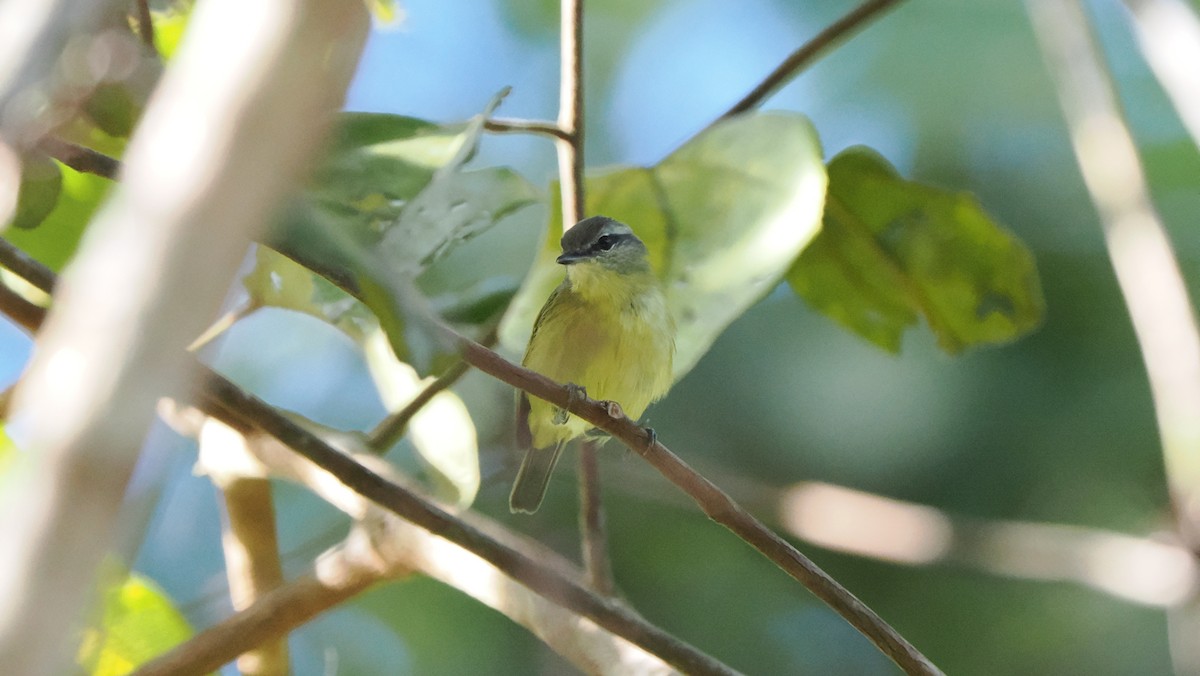 Island Leaf Warbler (Halmahera) - ML642961595