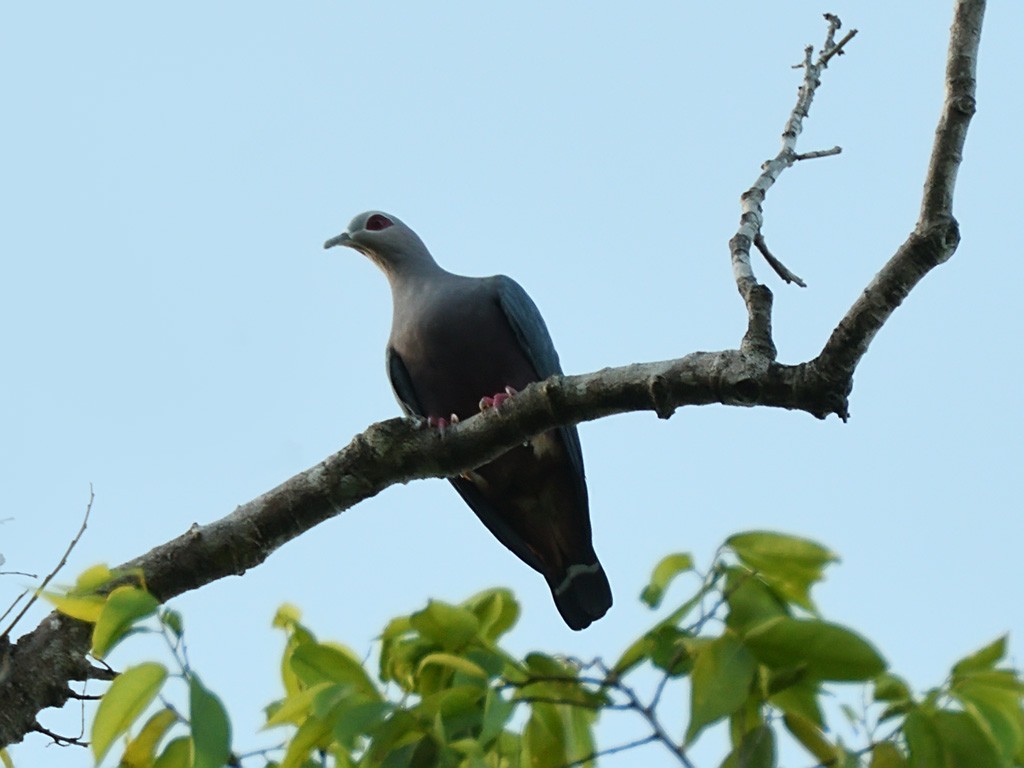 Pinon's Imperial-Pigeon - ML642961599