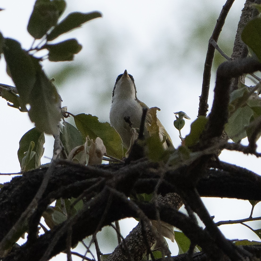 White-throated Honeyeater - ML642961600