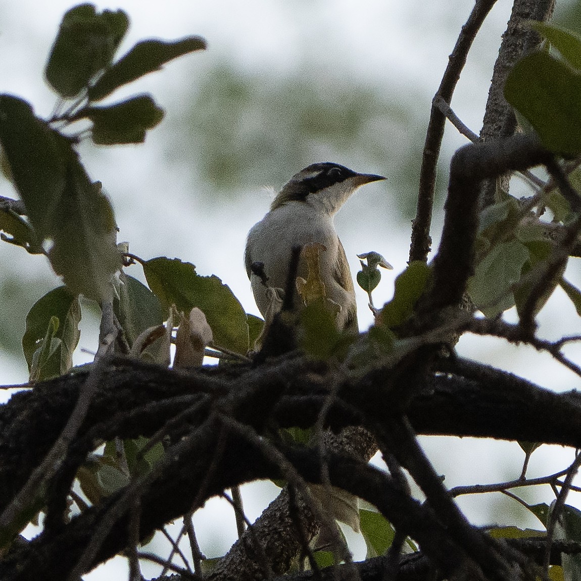 White-throated Honeyeater - ML642961601