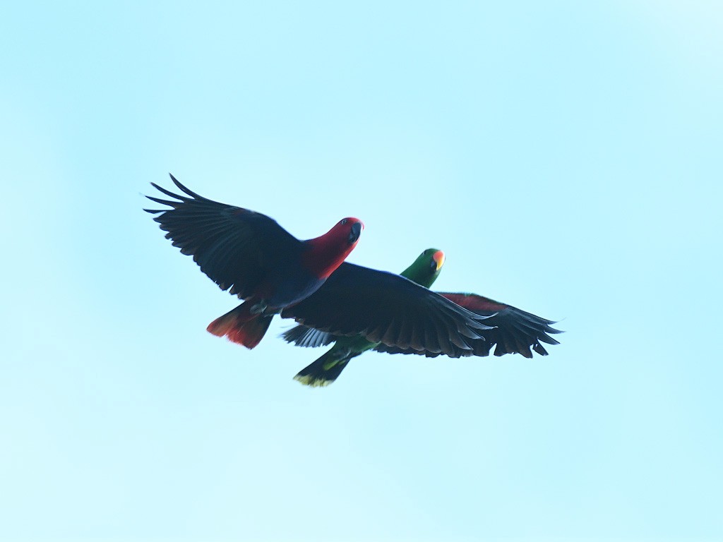Papuan Eclectus - ML642961607