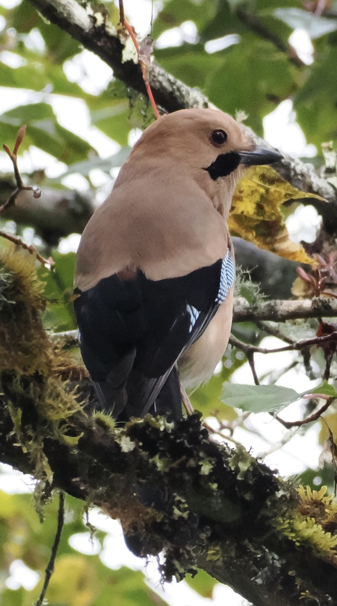 Eurasian Jay - ML642961626