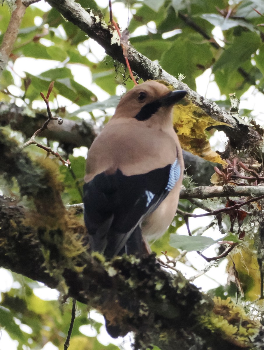 Eurasian Jay - ML642961627