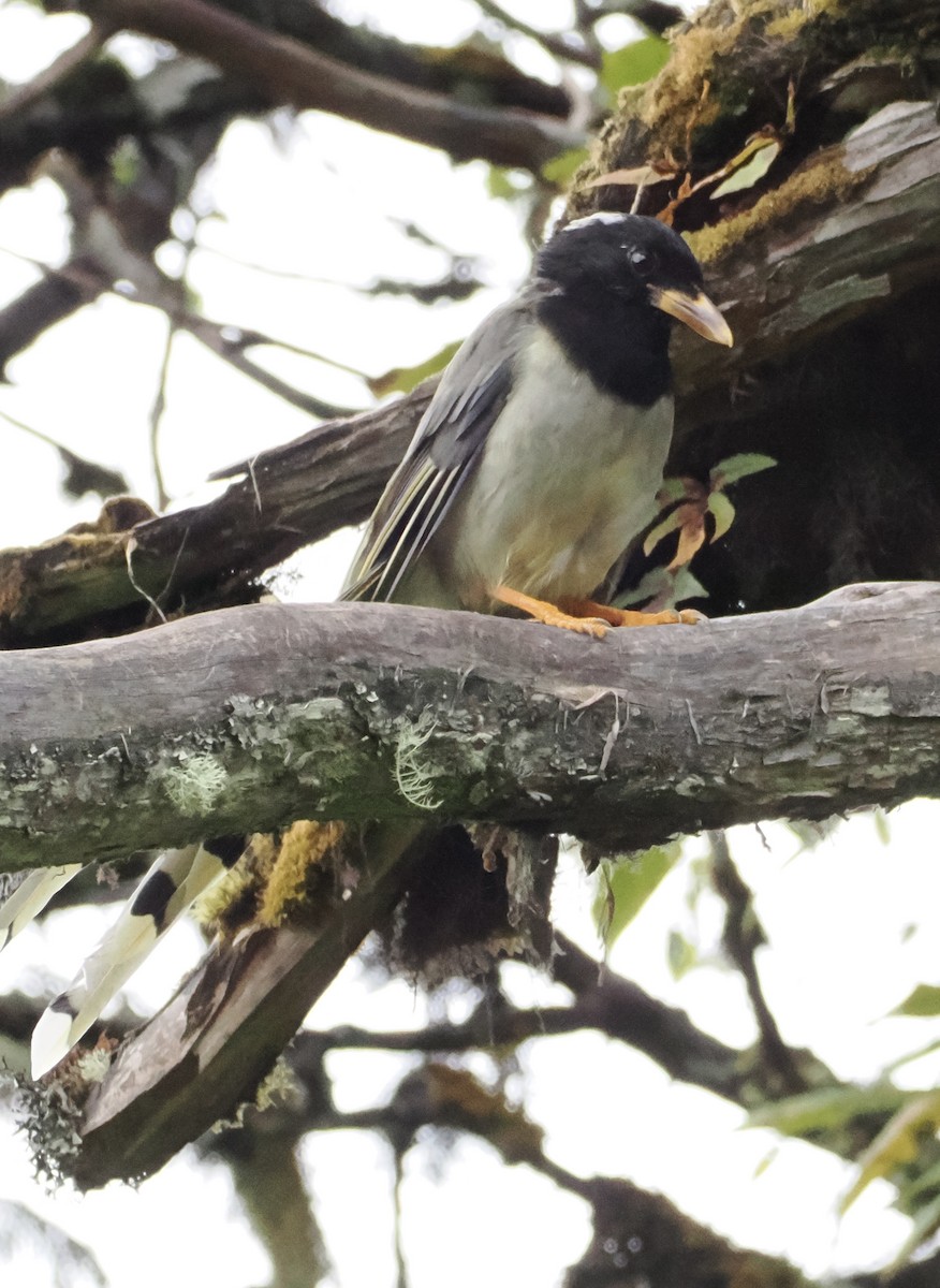 Yellow-billed Blue-Magpie - ML642961636