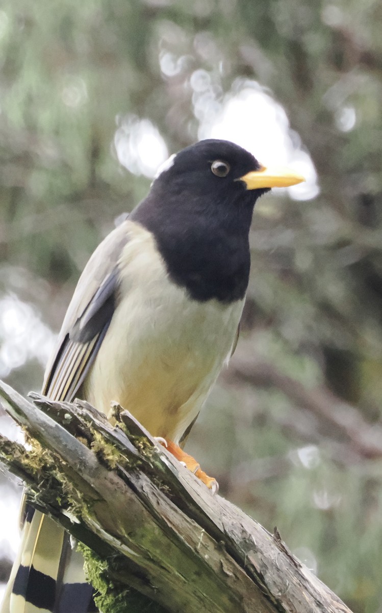 Yellow-billed Blue-Magpie - ML642961637