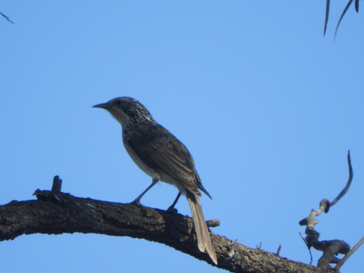 Striped Honeyeater - ML642961644