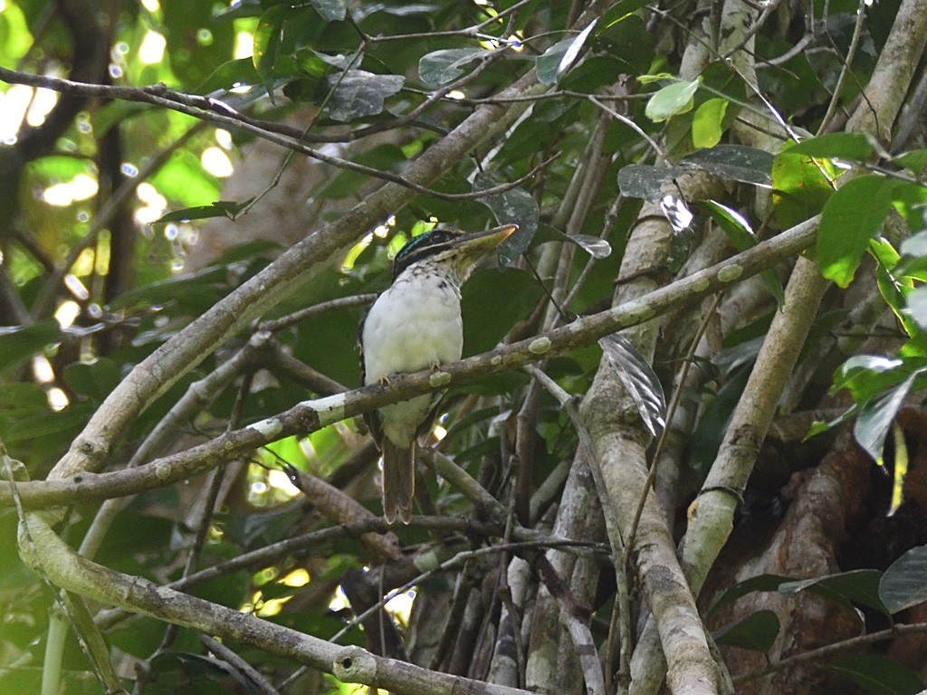 Hook-billed Kingfisher - ML642961660