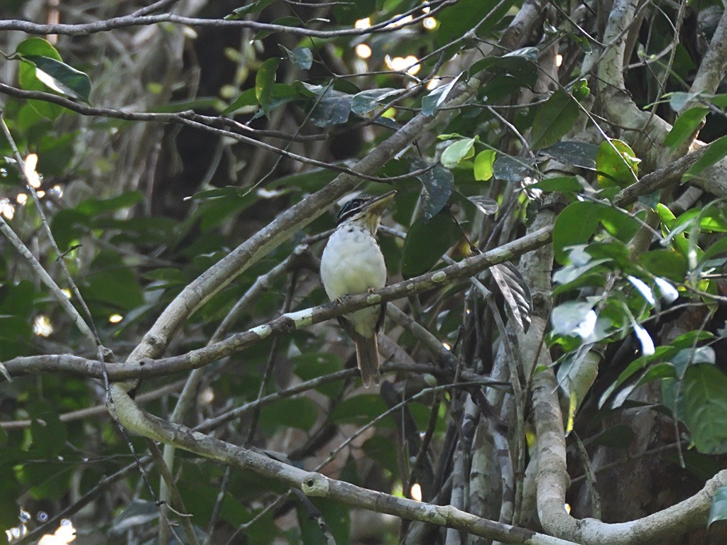 Hook-billed Kingfisher - ML642961661