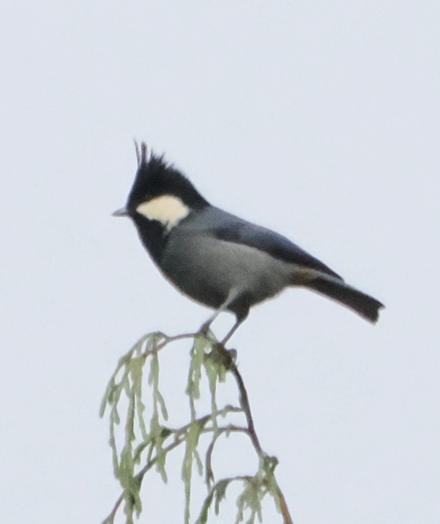 Rufous-vented Tit - ML642961678