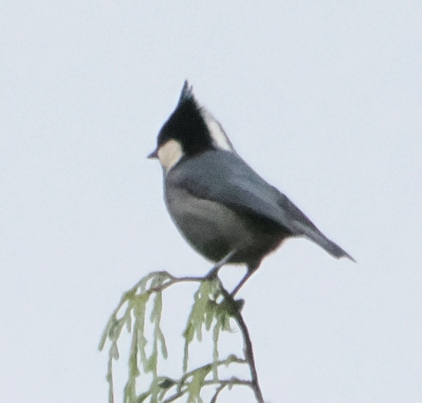 Rufous-vented Tit - ML642961679