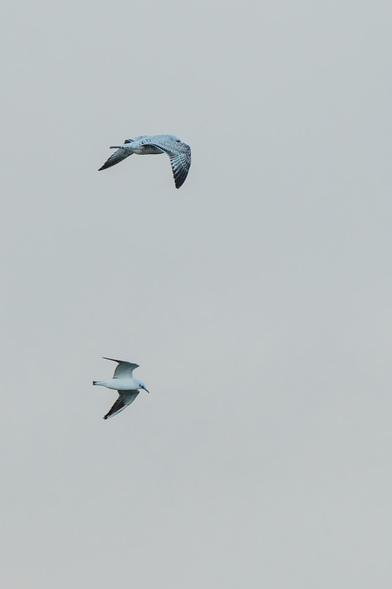 Black-headed Gull - ML642961687