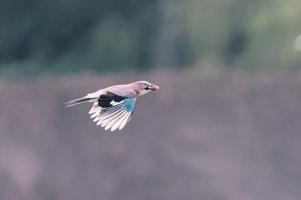 Eurasian Jay - ML642961705
