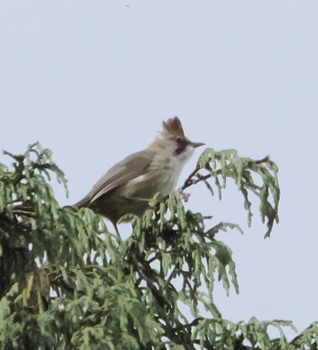 skjeggyuhina - ML642961734