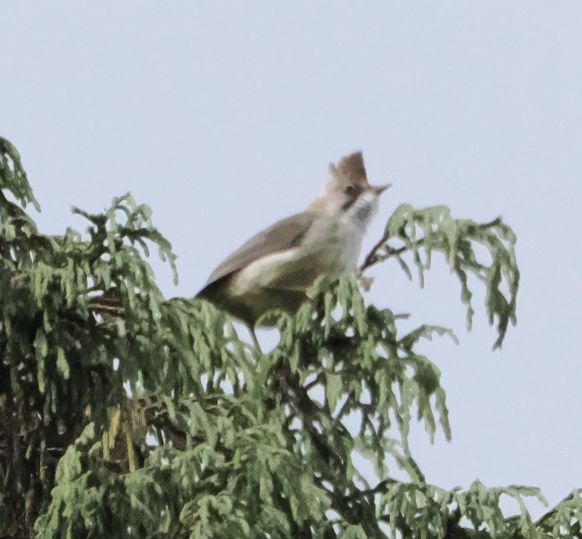 skjeggyuhina - ML642961735