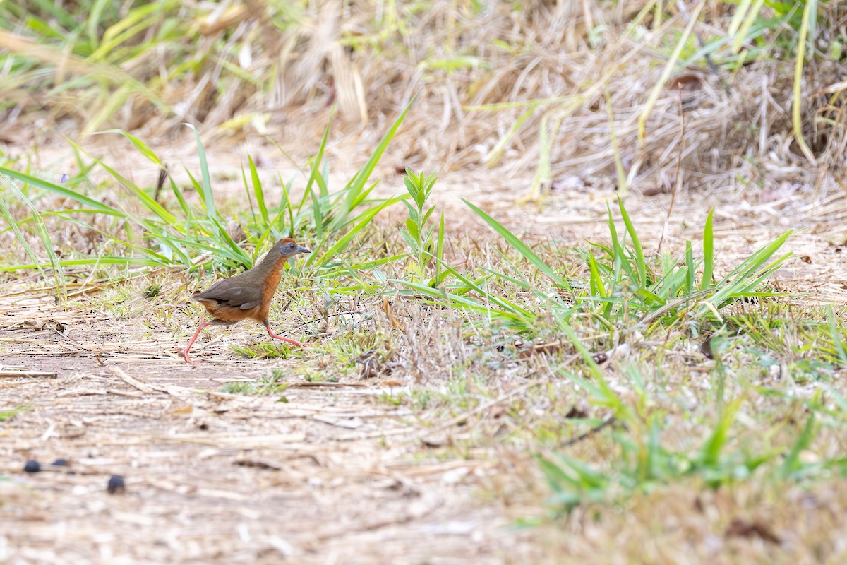 Russet-crowned Crake - ML642961736