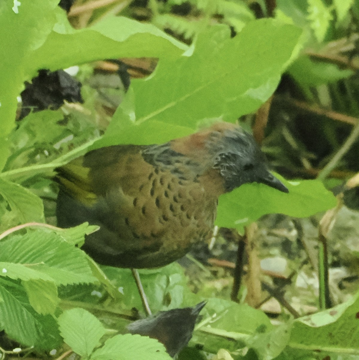 Chestnut-crowned Laughingthrush - ML642961749
